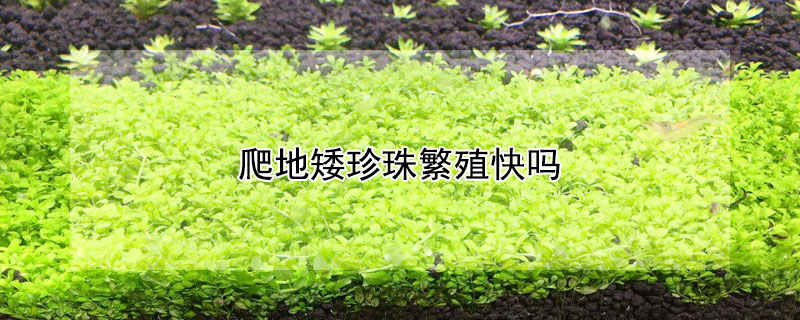 爬地矮珍珠繁殖快吗（爬地矮珍珠生长快吗）