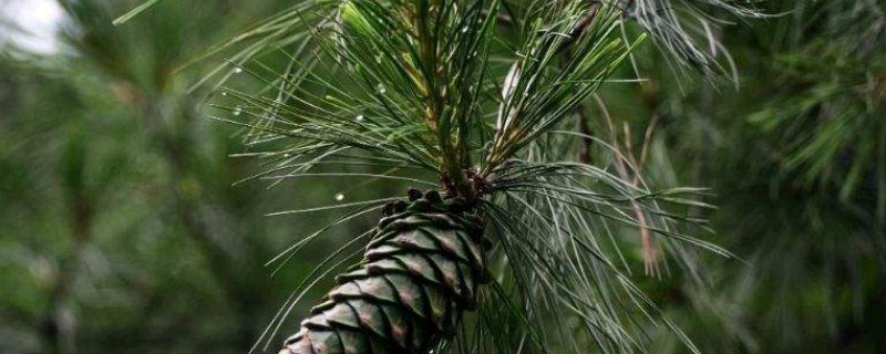 吸阴植物有那些（喜阴吸水的植物）