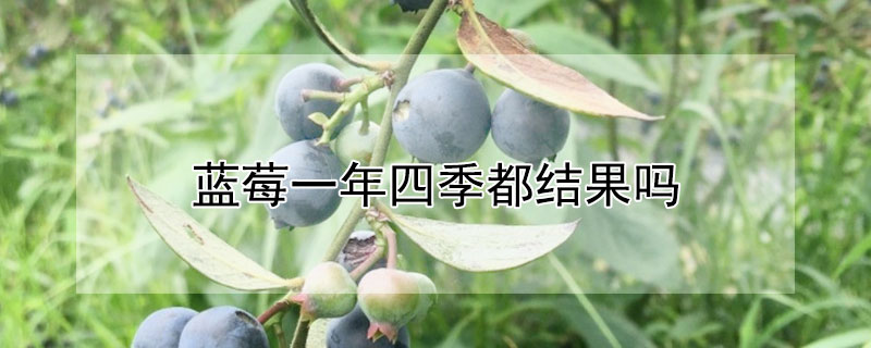 蓝莓一年四季都结果吗 蓝莓一年有几季结果