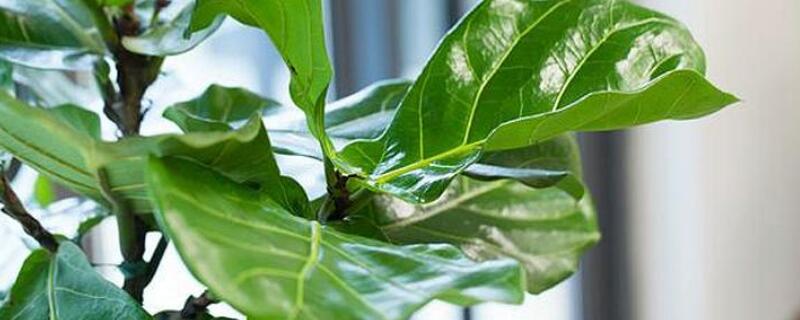 如何让琴叶榕多分枝（怎么让琴叶榕的枝干粗壮）