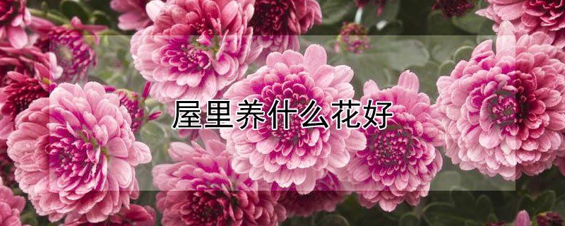 屋里养什么花好（室内适合养什么花）