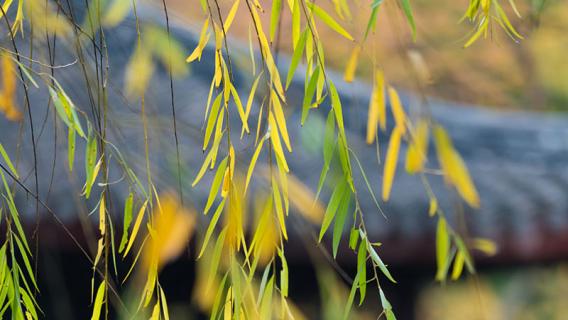 柳树叶子像什么（柳树叶子像什么东西）