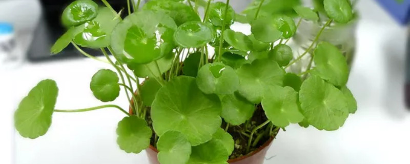 香菇草怎么移植 香菇草怎么移植视频