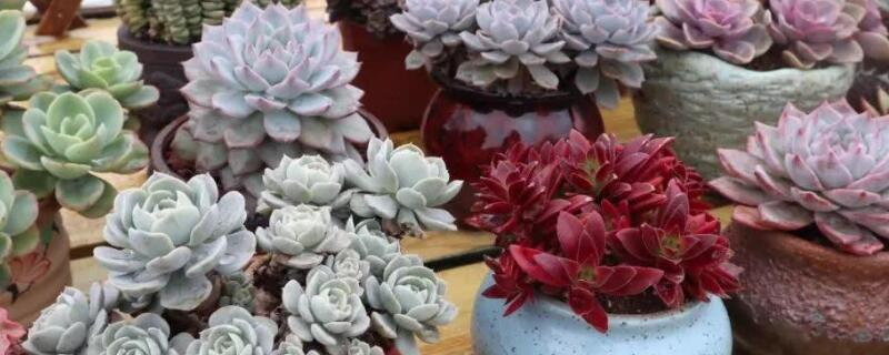 蜡牡丹生虫了怎么办 蜡牡丹徒长了怎么办