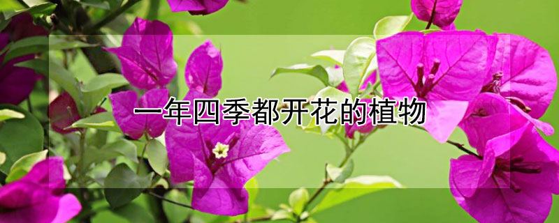 一年四季都开花的植物 一年四季都开花的植物叫什么名字