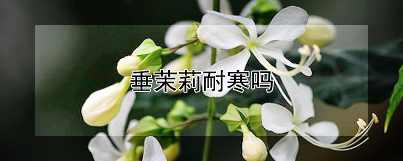 垂茉莉耐寒吗 垂枝茉莉耐寒吗