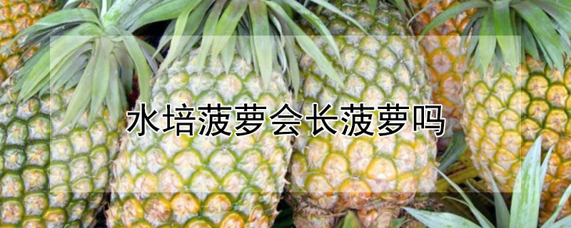 水培菠萝会长菠萝吗 水培菠萝会结果吗