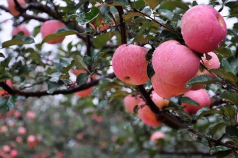 盆栽苹果树冬天怎么办