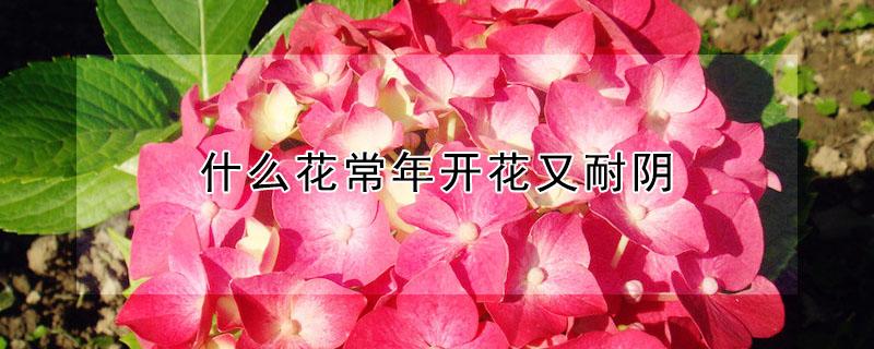 什么花常年开花又耐阴 什么花常年开花又耐阴又好看