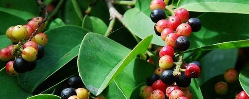 五味子树长什么样（北五味子树长什么样）