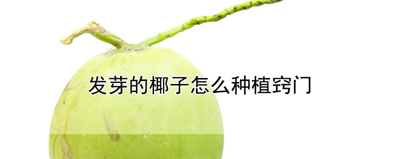 发芽的椰子怎么种植窍门（发芽的椰子怎么种植窍门图片）