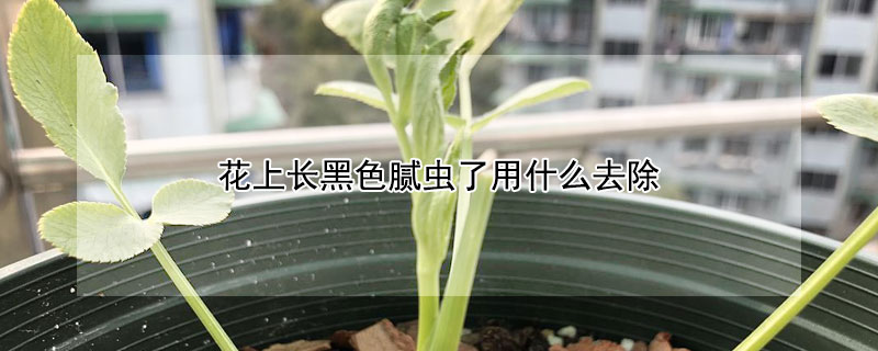 花上长黑色腻虫了用什么去除 花上有黑色的腻虫可以打什么药