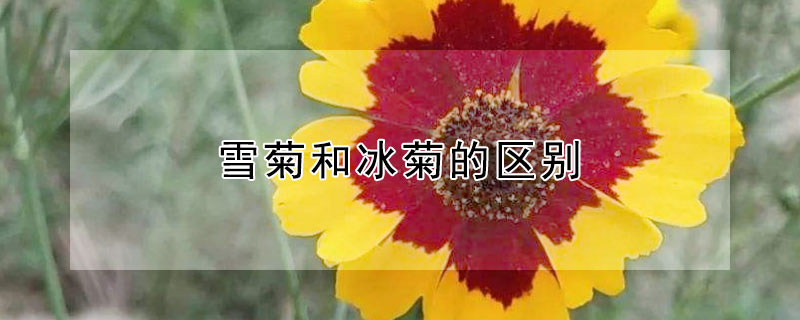 雪菊和冰菊的区别（雪菊和冰菊的区别在哪里）