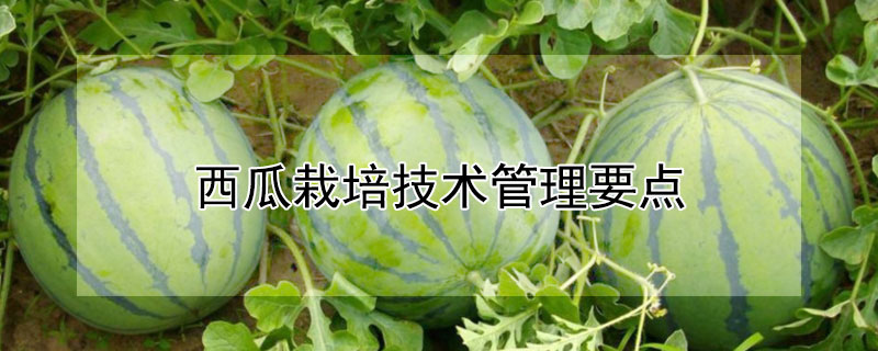 西瓜栽培技术管理要点（西瓜栽培技术管理要点是什么）