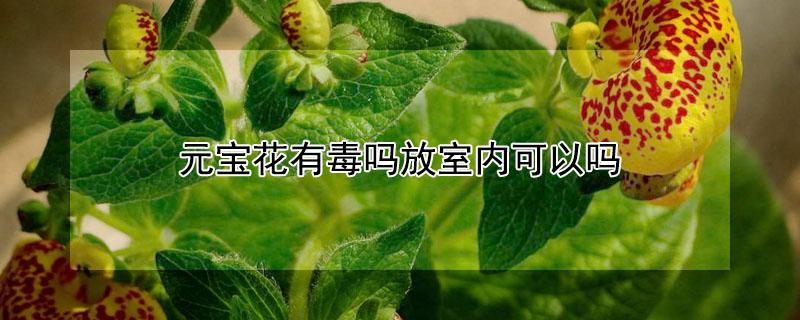 元宝花有毒吗放室内可以吗（元宝花有毒吗放室内可以吗结元宝开小白花是什么花）