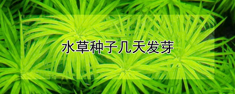 水草种子几天发芽（水草种子几天发芽出土）