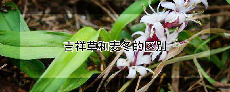 吉祥草和麦冬的区别 吉祥草和麦冬的区别是什么