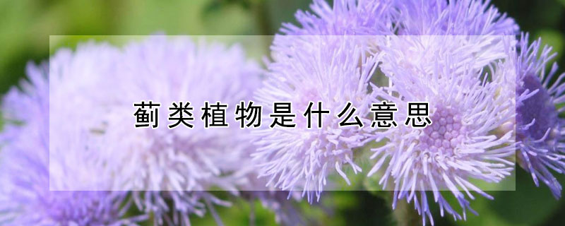 蓟类植物是什么意思（哪些是蓟类植物）