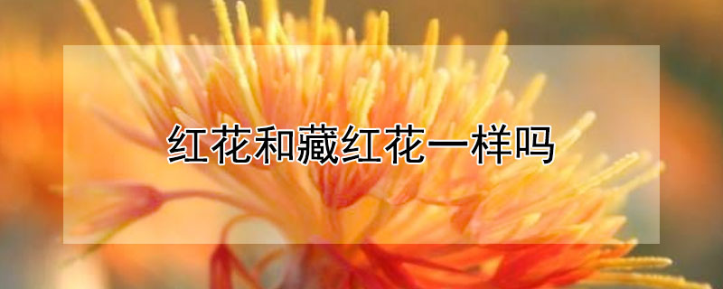 红花和藏红花一样吗 花红和藏红花的区别