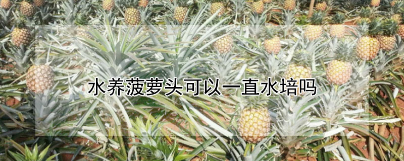 水养菠萝头可以一直水培吗 菠萝头能一直水培吗