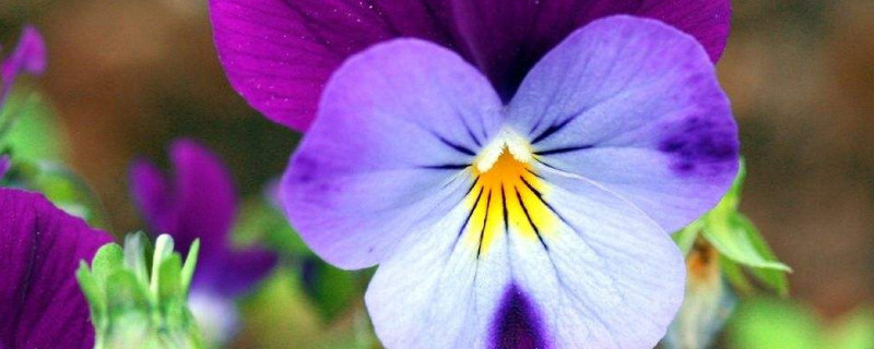 三色堇为什么叫三色堇（什么是三色堇）