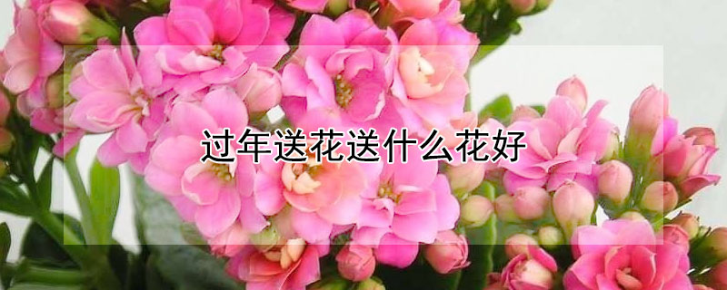 过年送花送什么花好 过年送啥花好