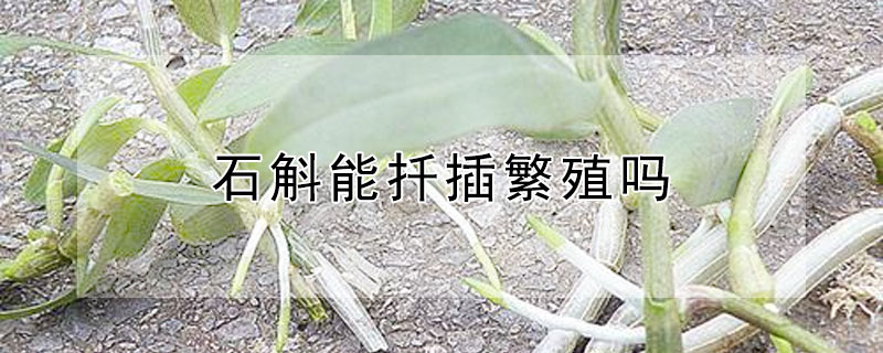 石斛能扦插繁殖吗 石斛能扦插繁殖吗