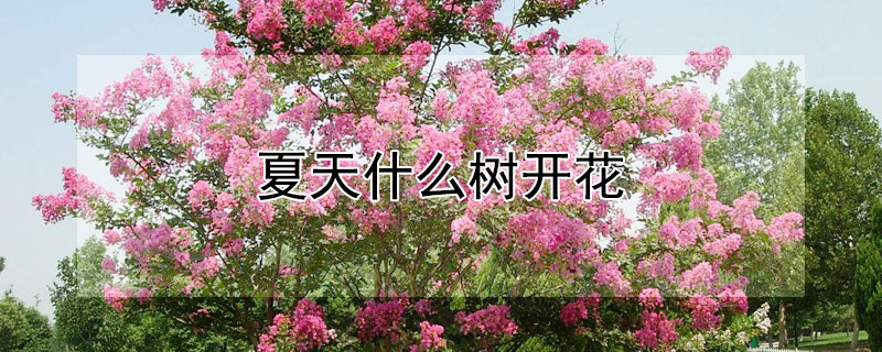 夏天什么树开花 夏天什么树开花结果
