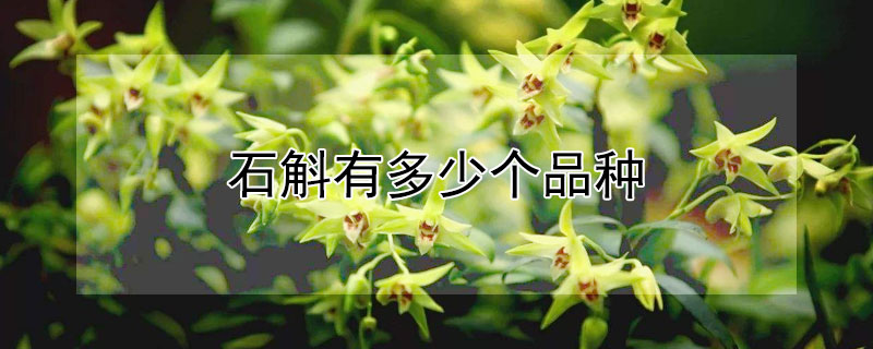 石斛有多少个品种（石斛有多少个品种）