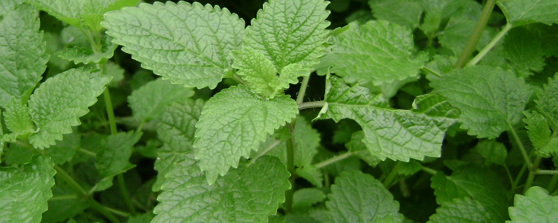 薄荷怕晒吗 薄荷是不是不能晒