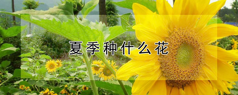 夏季种什么花（夏季种什么花种子容易养活）