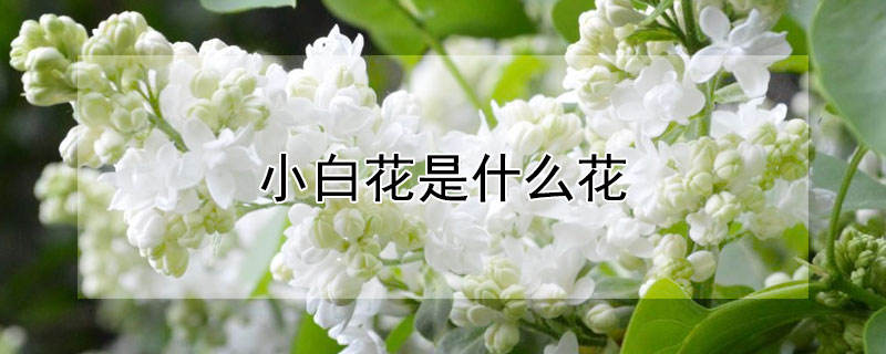 小白花是什么花（追悼会上的小白花是什么花）