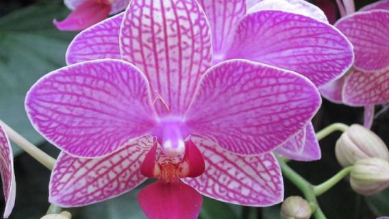 新加坡的国花 新加坡的国花是(