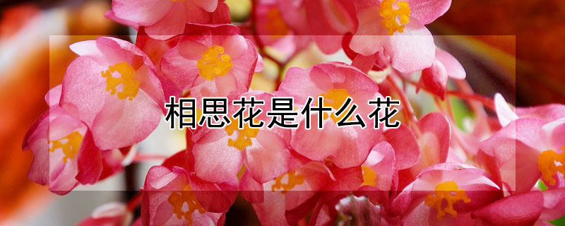 相思花是什么花 长相思花是什么花