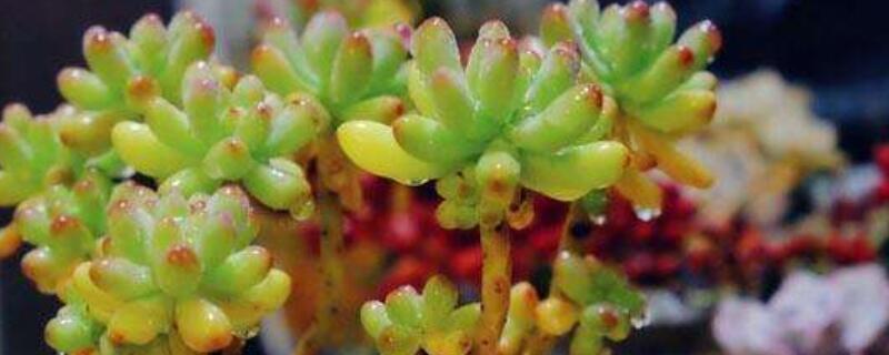 乙女心叶子变黄变透明 乙女心叶子发黄变软