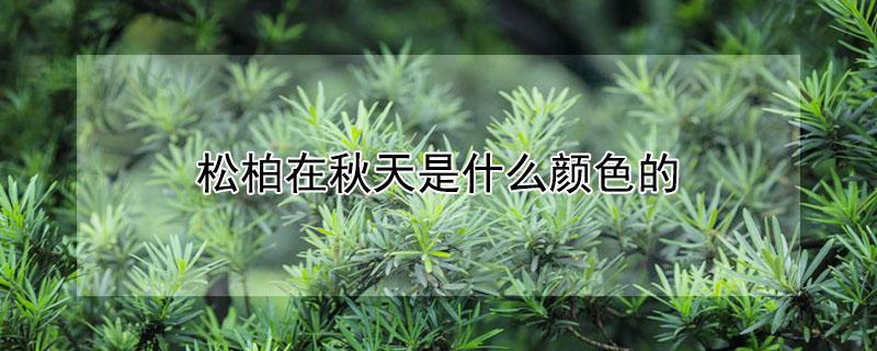 松柏在秋天是什么颜色的（松柏在秋天是什么颜色的花）