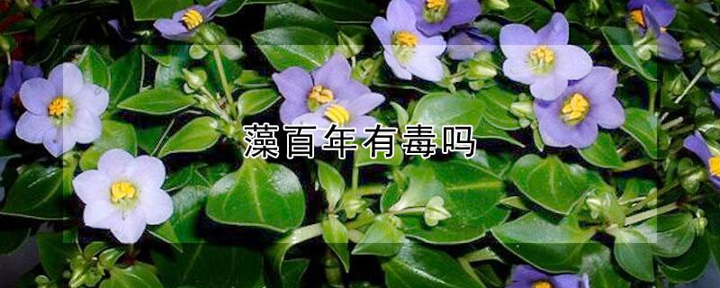 藻百年有毒吗 藻百年好养吗