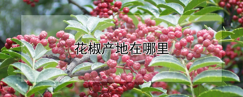 花椒产地在哪里（大红袍花椒产地在哪里）