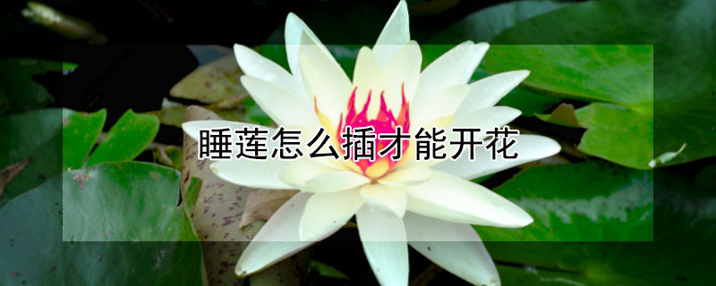 睡莲怎么插才能开花 睡莲怎样插花