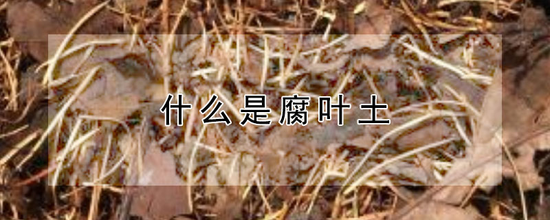 什么是腐叶土 什么是腐叶土和泥炭土