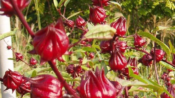 洛神花别名（洛神花别名叫什么）