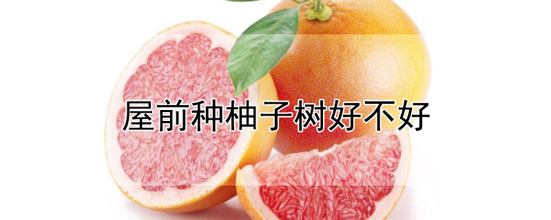 屋前种柚子树好不好 房屋前栽柚子树好吗