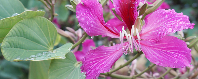 紫荆花能放室内吗（紫荆花能放室内吗）