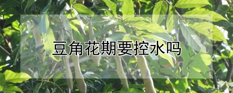 豆角花期要控水吗 豆角花期要控水吗视频