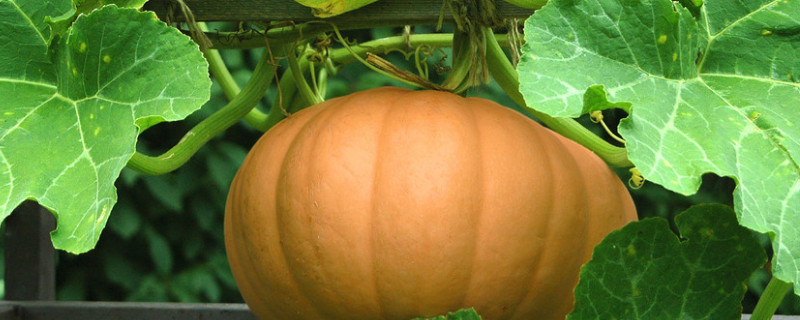 南瓜的吉祥寓意（南瓜的吉祥寓意成语）