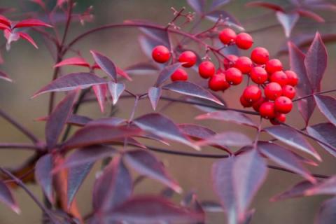 南天竹散发的味有毒吗