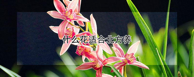 什么花适合北方养（什么花适合北方养殖）