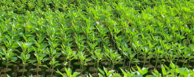 如何让辣椒苗长得快 辣椒苗怎样才能长得快