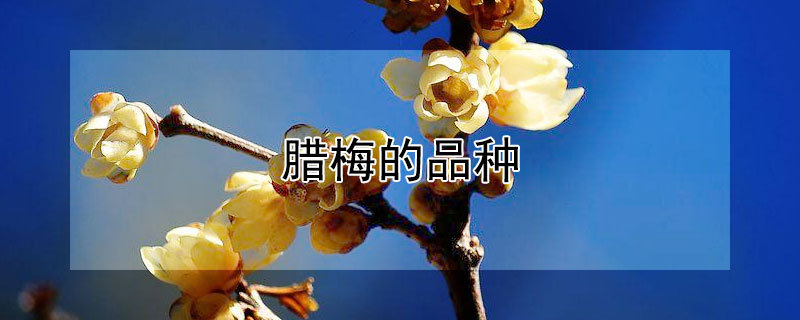 腊梅的品种（腊梅的品种和颜色）