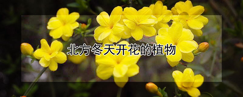 北方冬天开花的植物 北方冬天开花的植物图片
